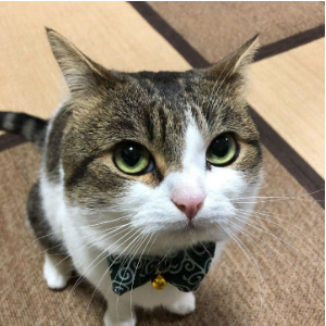 Sr Meow