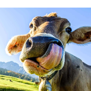 coisaruim