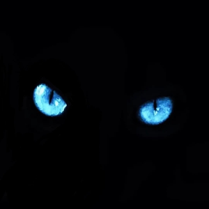 BLEK