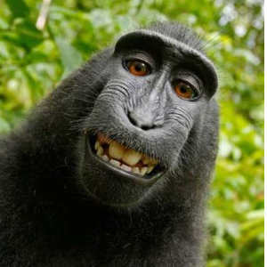 MonkGZ