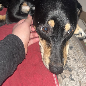 Thegambito